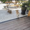 갑산식당 이미지