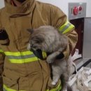 우리집고양이
