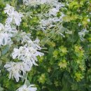 남자는배여자는항구 | 남자는 배, 여자는 항구