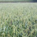 대풍농원 이미지