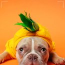 로얄동물암치료센터 이미지