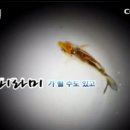 코이 이미지