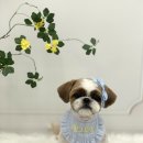 댕그루밍 이미지