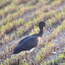 서산의 먹황새(Black stork) 이미지