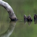 청송(영덕) 이미지