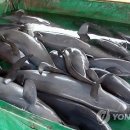 고래유통