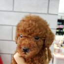 허니펫 네이버블로그