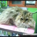 보미 펫 살롱 이미지