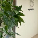 투유디저트 이미지