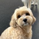 버디그루밍 이미지