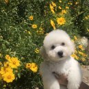 세린파즈 토이푸들 | [공지] 토이푸들 맞이준비1탄-튼튼한 강아지집