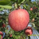 다운 농장 이미지