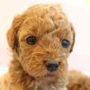 포인트독 이미지