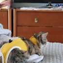 유성튼튼동물병원 이미지