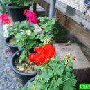 물댄동산 이미지