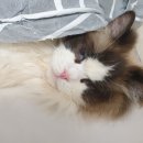 엘름트리 캐터리 이미지