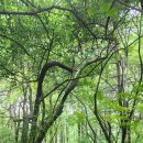 7월17일(수)백련산🌿안산 자락길 /☔폭우라 취소 이미지