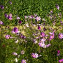 메밀목장 이미지