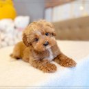 인천강아지분양 고양이분양 24시 데려가개 청라점 이미지