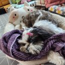 y동물병원 이미지