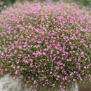 블루 아리아 이미지