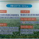 경춘막국수