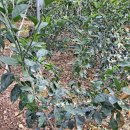 인순농장 이미지