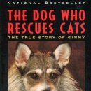 The Cats & Dog 이미지