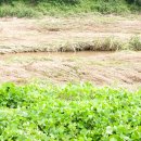 반월천1 이미지