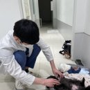 대신동물병원 이미지