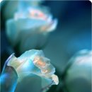 송이송이 이미지