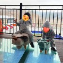 가평펜션 레릿고 | 가평풀빌라펜션 레릿고 VIP룸 자쿠지 바베큐 숙소 후기