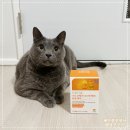 더셀 | 삼키기 편한 프롬더셀 고양이 오메가3 비타민 효과 후기