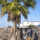 (주)풀바람시스템 | 제주 단독주택의 진짜 필수템, 42V 무선 대포송풍기 사용 후기