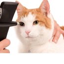 관저종합동물병원 이미지