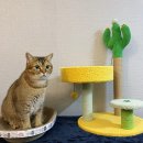 꽁냥꽁냥캣 이미지