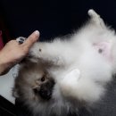 멍이랑몽이 미용 이미지