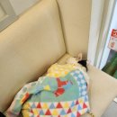 로얄동물병원 | 고양이 식음전폐와 급격한 체중 감소, 원인은 변비? 석촌호수 동물병원 관장 후기 및 사료 추천