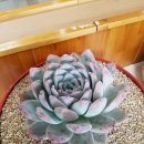 원창1리 이미지