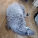 잔다냥 강동점 이미지