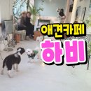 하비펫샵 이미지