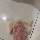 럽독 네이버블로그
