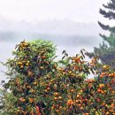 풍요로운 기다림 이미지