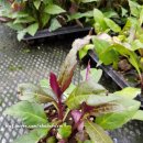 에바다농장 이미지