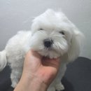 룰루랄라 애견미용실 | 강릉 애견 미용 스트레스 없이 예뻐지는 강아지 미용의 정석 룰루랄라애견미용실