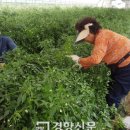 문봉리농장 이미지