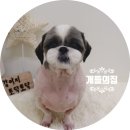 개들의 집 이미지