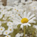 전원카페 이미지