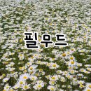 필무드: 경기 파주 데이지 꽃밭이 예쁘게 만개한 반려동물 동반 카페 솔직후기