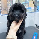 피움동물병원 이미지